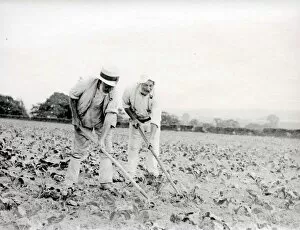 Images Dated 18th April 2013: Two men hoeing a field in Sussex