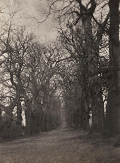 Heritage Prints: Midhurst: Chestnut Avenue, Cowdray Park, 1907
