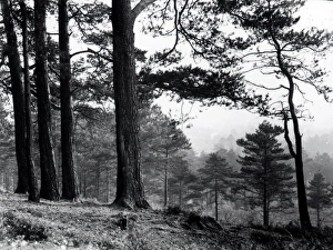 Midhurst Common - October 1946