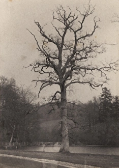 Heritage Prints: Midhurst: Cowdray Park, 1907
