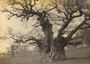 Midhurst: Queen Elizabeths Oak in Cowdray Park, 1907