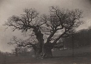Images Dated 12th December 2012: Midhurst: Queen Elizabeths Oak in Cowdray Park, 1907