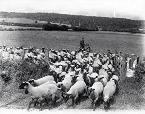 George Garland Prints: Moving the sheep - July 1945