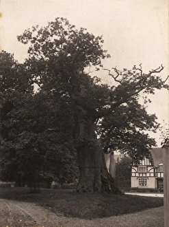 Northiam: oak tree, 1908