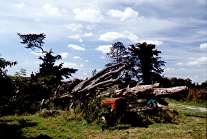 Trees Prints: An old Ferguson tractor rusts under a fallen tree at Stansted after the Great Storm of 1987