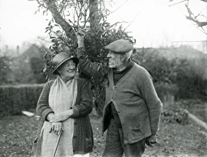 Old lady and man collecting mistletoe pictures at Camelsdale, December 1936