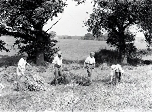 Vegetable Prints: Pea Cutting at Balls Cross - August 1938