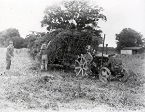 Pea Harvesting, Trawlers Farm, Shipley - 7 August 1945