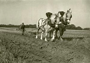 Images Dated 9th July 2015: Petworth and District Ploughing Match - 2nd October 1948