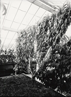 Petworth House interior view of greenhouse Petworth House interior view of greenhouse