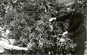 Reap Prints: Picking Plums - July 1940