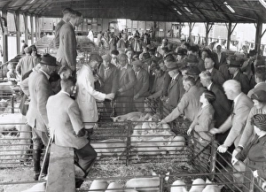 Agriculture Prints: Pigs at Chichester market, 1960s