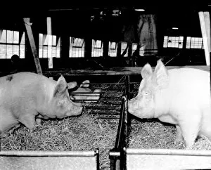 Images Dated 25th April 2012: Two Pigs in pens, 1955