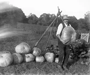 Rural Prints: A pile of large pumpkins with grower