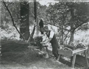 Pimp maker at Graffham 1933 Pimp maker at Graffham 1933