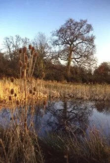David Johnston Collection: A pond close to Didling, near Midhurst