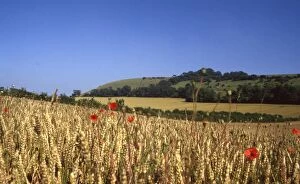 Images Dated 24th June 2014: Poppy fields looking towards Treyford Hill, near Midhurst