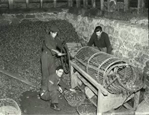 Images Dated 18th May 2015: Potato Grading Machine - March 1946
