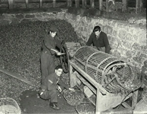 Potato Grading Machine - March 1946