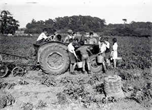 Potato Picking - July 1946 Potato Picking - July 1946