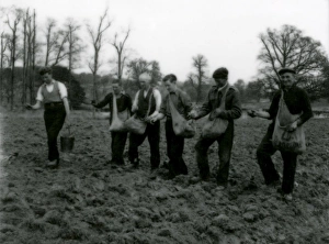 Farming Prints: Potato Planting in Burton Park - March 1948