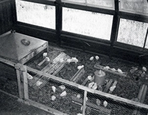 Young Prints: Poultry at Harlands Farm - about 1941