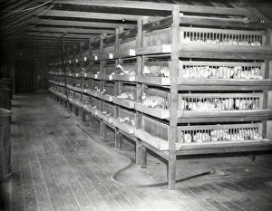 Sussex Show - 1938