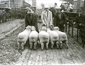 Pulborough Fat Stock Show