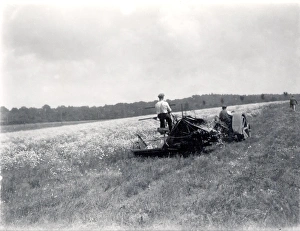 Pyrethrum cutting at Fittleworth, with a Fordson tractor. June 1937 Pyrethrum cutting at Fittleworth, with a Fordson tractor. June 1937