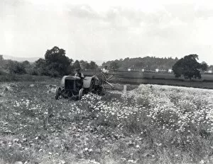 Images Dated 8th March 2013: Pyrethrum harvesting at Fittleworth, June 1937
