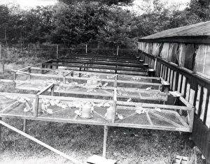 Rearing Aylesbury Ducklings - about 1938 Rearing Aylesbury Ducklings - about 1938