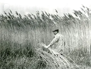Reed cutting at Amberley, Sussex