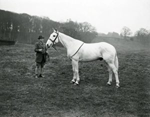 Bridle Prints: Rider with grey horse at Shillinglee, February 1938