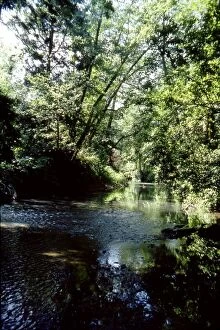 David Johnston Collection: The River Rother close to Chithurst, near Midhurst