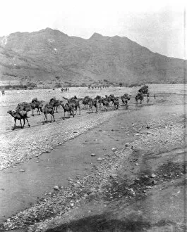 Images Dated 17th July 2015: RSR 2 / 6th Battalion, Camel Transport