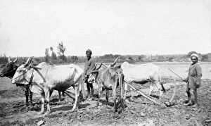 Images Dated 2nd September 2014: RSR 2 / 6th Battalion, Native Ploughs, near Bangalore, 1916