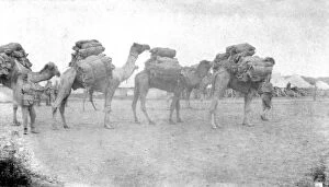 Images Dated 30th September 2014: RSR 2 / 6th Battalion, Some of our Second Line Transports, Burhan 1917