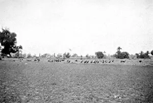 Images Dated 14th October 2014: RSR 2 / 6th Battalion, Vultures, 1917