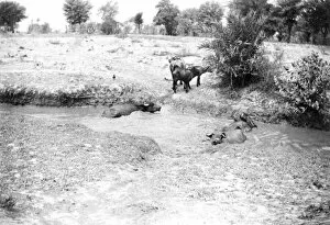 Images Dated 24th October 2014: RSR 2 / 6th Battalion, Water Buffaloes, 1917