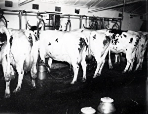 Machinery Prints: Shaxson Dairies, Elstead - June 1938