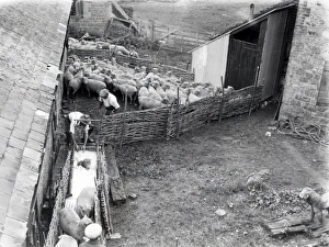 Sheep Dipping at Robertsbridge - August 1938