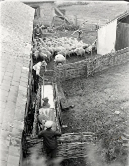 Sheep dipping in West Sussex