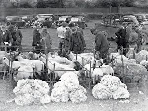 Sheep and their fleece - 24 May 1947 Sheep and their fleece - 24 May 1947
