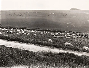 Farm Prints: Sheep grazing on the Southdowns, 1938
