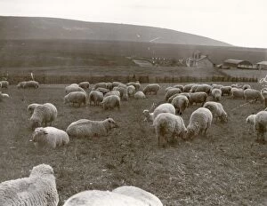 Images Dated 8th March 2013: Sheep grazing on the Southdowns, Sussex, 1938