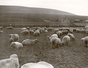 Sheep grazing on the Southdowns, Sussex, 1938