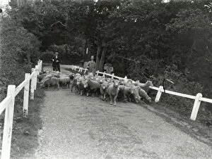 Images Dated 26th February 2015: Sheep (Kenters) going to Ebernoe - September 1938