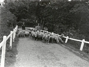 Sheep (Kenters) going to Ebernoe - September 1938 Sheep (Kenters) going to Ebernoe - September 1938