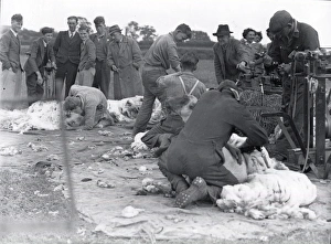 George Garland Prints: Sheep Shearers - 24 May 1947