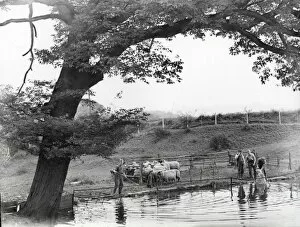 Images Dated 11th June 2015: Sheep Washing - 1947